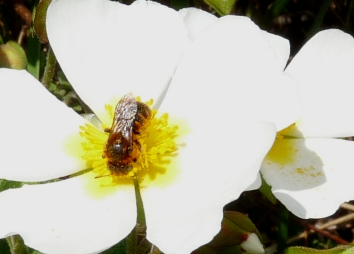 Piccolo imenottero rossiccio (Osmia ferruginea?)